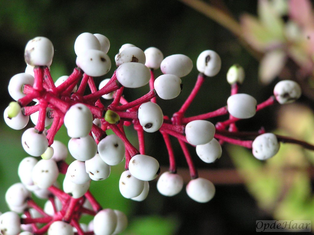 Actaea pachypoda alba 